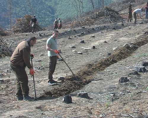 За година: ЮЗДП залеси 15 000 декара нови гори с над 7 милиона фиданки