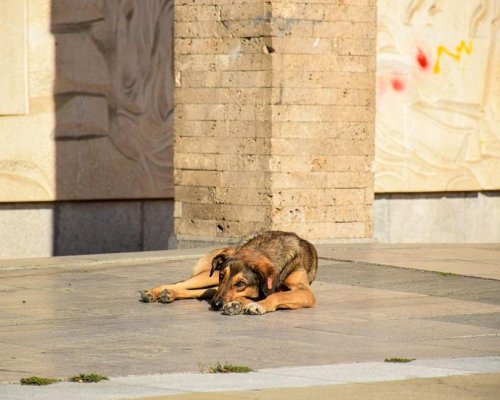 Борят популацията на бездомни кучета-започва кастрация в районите около Благоевград