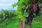 Дни на отворените врати обединяват винопроизводителите по долината на Струма