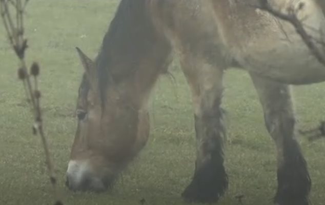 Безстопанствени животни блокират АМ Струма с часове, жители недоволстват