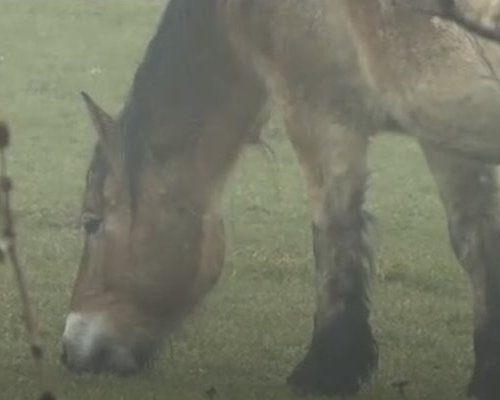 Безстопанствени животни блокират АМ Струма с часове, жители недоволстват