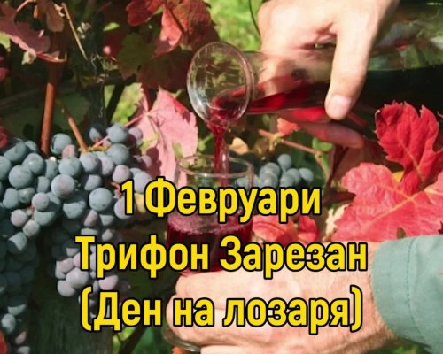 Празник е! Трифон зарезан-ден на лозаря