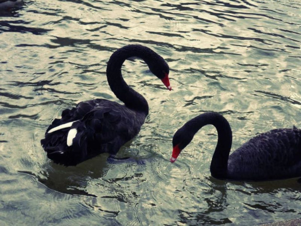 Лебедовото езеро в парк Бачиново край Благоевград осиротя