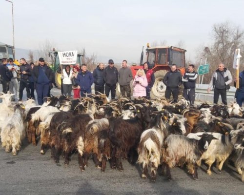 В знак на протест: Фермери изкараха стадо кози на магистрала Струма