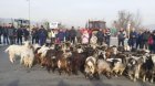 В знак на протест: Фермери изкараха стадо кози на магистрала Струма