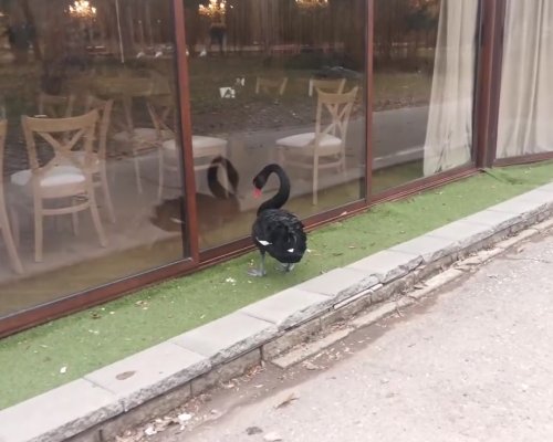 Черният лебед от езерото в Бачиново тъгува, общината му търси нов партньор