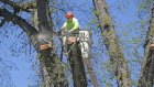 Звено  Озеленяване  извършва окастряне на клони и рязане на опасни и сухи дървета по подадени сигнали