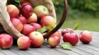 По колко ябълки на ден са полезни за сърцето и стомаха?