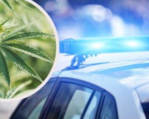 Ченгетата откриха наркооранжерия в Кочериново, арестуваха 17-годишно момиче с марихуана