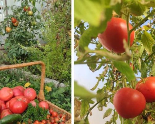 Агро Телеграф: Доматите не търпят картофите