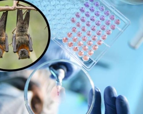 СЗО БИЕ ТРЕВОГА: Появи се нов смъртоносен вирус от прилепи!