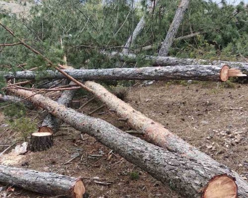 Отсякоха 39 дръвчета бял бор в Разложко