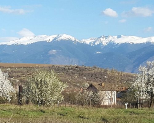 Пребиха с бухалки пастир край Големо село