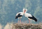 Сезонът на щъркелите: Какви поверия носят дългокраките птици за българите