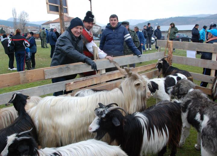 Изложба на породисти кози и пръчове край симитлийското село Крупник тази събота
