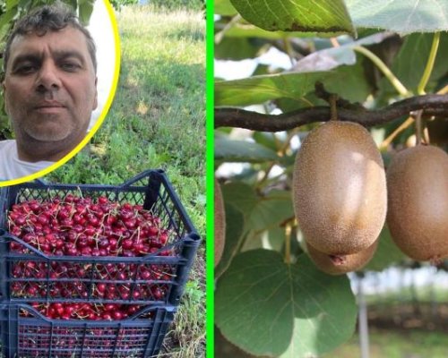 Кинезитерапевт направи черешови градини за чудо и приказ в петричкото село Беласица