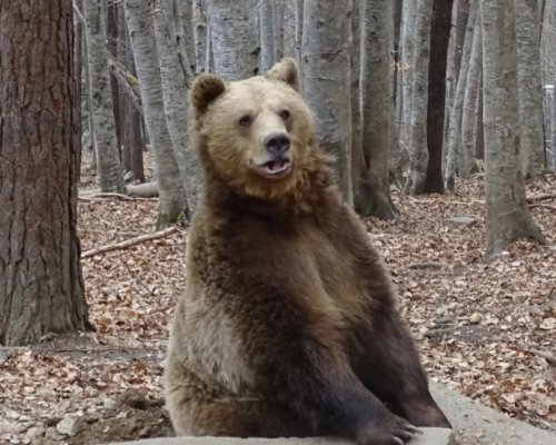 Паркът за мечки край Белица остава затворен и след първи април