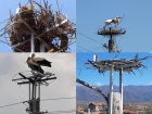 ЕРМ Запад обезопаси за птиците 508 стълба и монтира 103 щъркелови гнезда в област Кюстендил