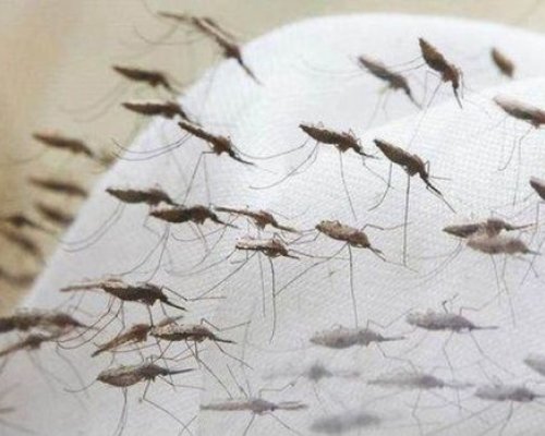 Страшна напаст ни застига през лятото
