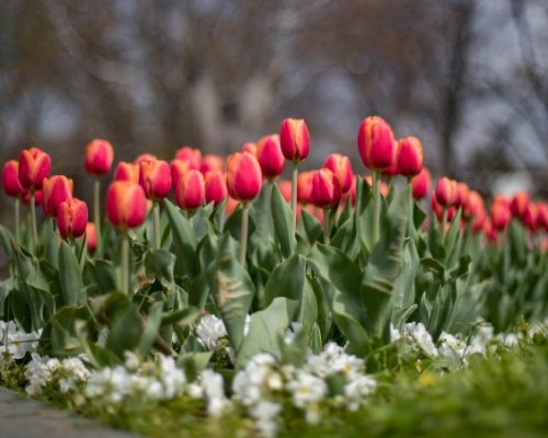 Сняг, слани и гръмотевични бури след средата на април