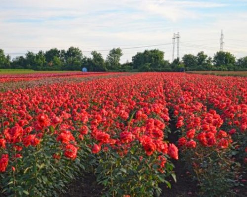 БГ ГОРДОСТ: Наше село зарежда с рози Европа!