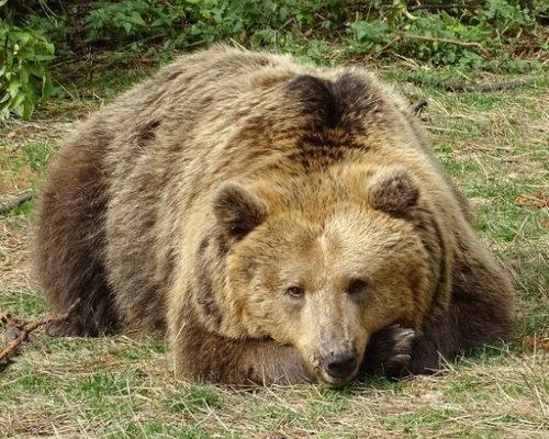 Рекорд: 5 месеца и половина спи зимен сън мечката Йета