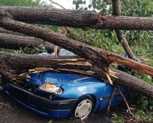 Дърво се стовари върху колата на мъж, той оцеля по чудо (СНИМКИ)