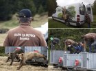 Три спасени мечета се завърнаха у дома в България