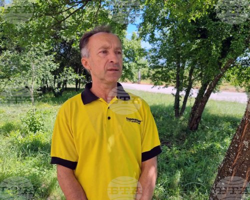 Няма сериозни поражения върху черешите от градушката в Кюстендил, но продължаващите дъждове съсипват реколтата