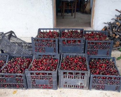 Ето къде ще бъдат изкупувани череши в кюстендилско днес