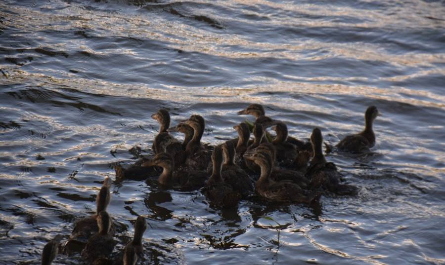 2500 патици плуват вече във водите на р. Струма край Благоевград и Симитли