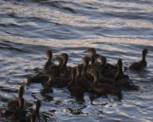 2500 патици плуват вече във водите на р. Струма край Благоевград и Симитли