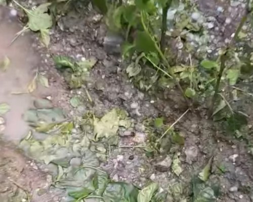 Градушка унищожи посевите в Гърменско