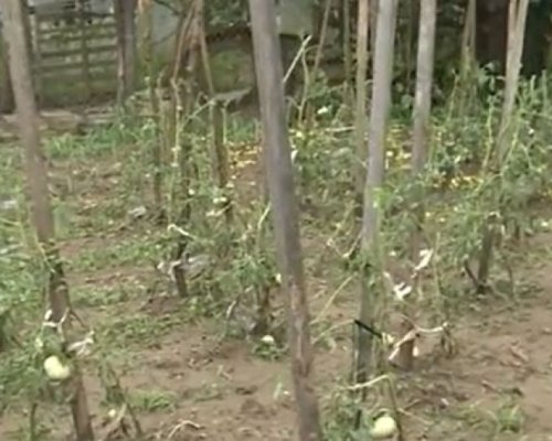 Градушка с големината на орех удари Кюстендилско, реколтата е унищожена на 100