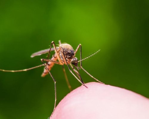В сезона на кърлежите и комарите: Как да се предпазим