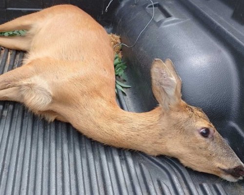 Горски служители спасиха сърна край село Ваксево