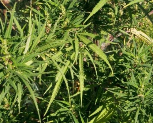 Издирват производители на марихуана в Петричко