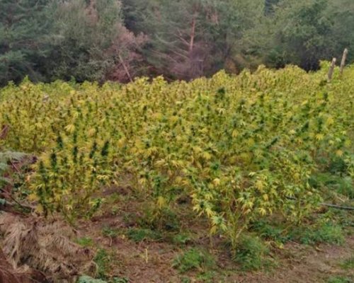 Ожънаха над 200 кг канабис в ниви край сандански села
