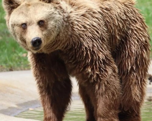 Опознайте мечките в ПАРК ЗА МЕЧКИ Белица