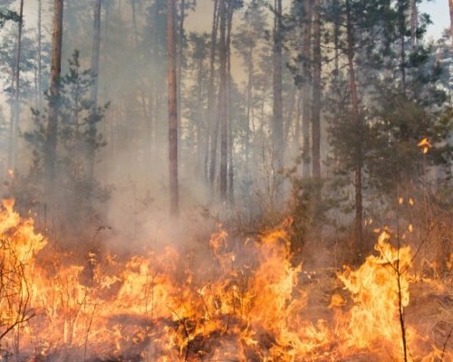 Пожар избухна в Рилското корито между Пороминово и Бараково