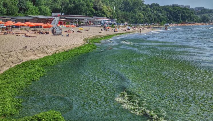 Тонове водорасли покриха плажовете по Южното Черноморие