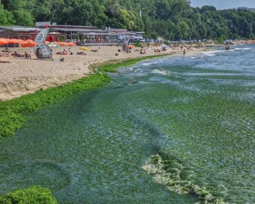 Тонове водорасли покриха плажовете по Южното Черноморие