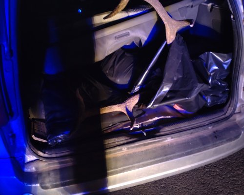 Горски и полиция в акция по залавяне на ловци - бракониери