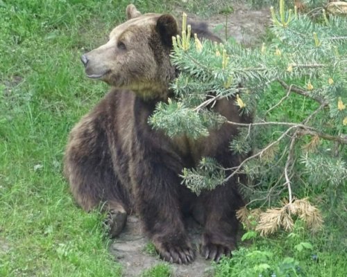 Затварят парка за мечки край Белица, но само временно