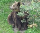 Затварят парка за мечки край Белица, но само временно