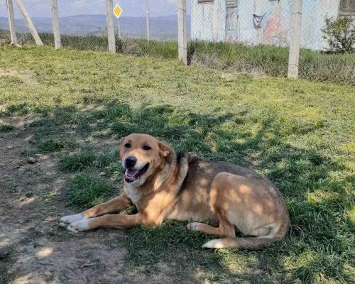Община Кюстендил организира кампания по безплатно поставяне на чипове на домашни кучета на територията на общината