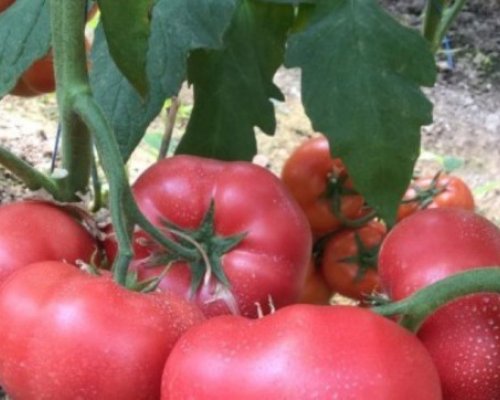 Диня и розови домати през октомври? Това е резултатът от горещото лято