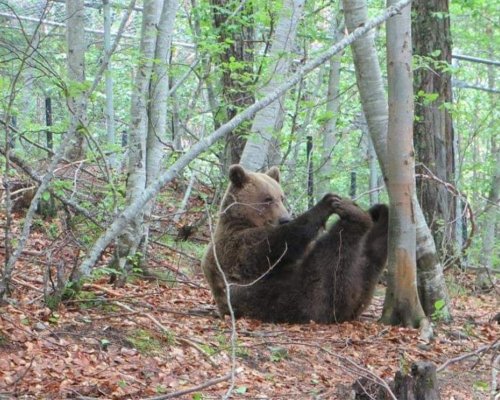 Трите мецани Мима, Ива и Светла заспаха зимен сън в парка в Белица (СНИМКИ)