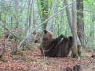 Трите мецани Мима, Ива и Светла заспаха зимен сън в парка в Белица (СНИМКИ)