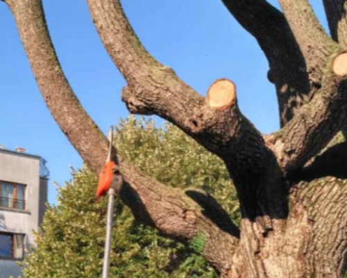 Кастрят дърветата в Дупница